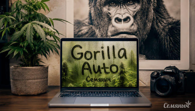 Выращивание сорта марихуаны Gorilla Auto от сидбанка Семяныч Гроурепорт сорта Gorilla Auto от сидбанка Семяныч