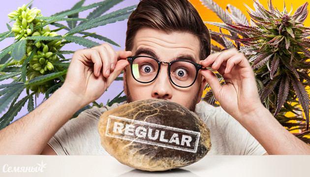 Регулярные семена конопли Регулярна семка