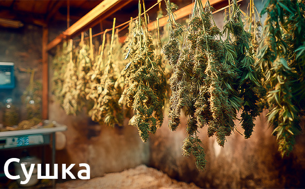 Этап сушки конопли Сушка: удаление влаги и запуск химических процессов