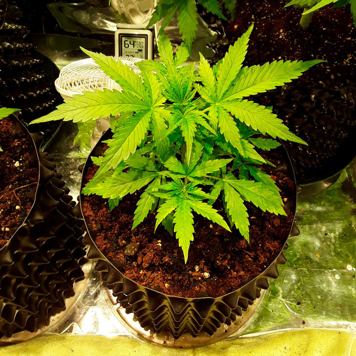 Третья неделя периода вегетации Фото Auto New York City на третьей неделе выращивания