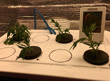 Начало выращивания клонов конопли