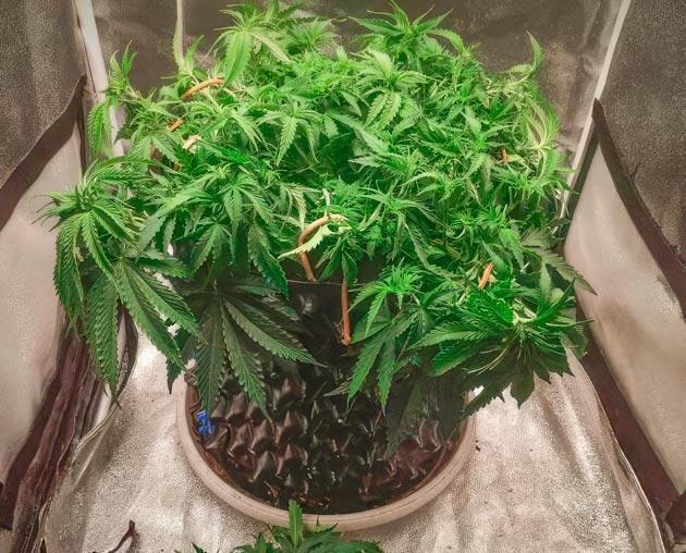 Куст Super Silver Haze на 6 неделе развития