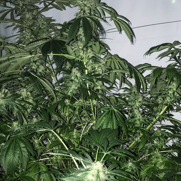 Куст перед харвестом