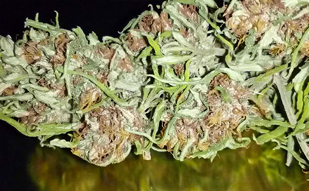 Сбор урожая Шишка NYC Diesel Auto