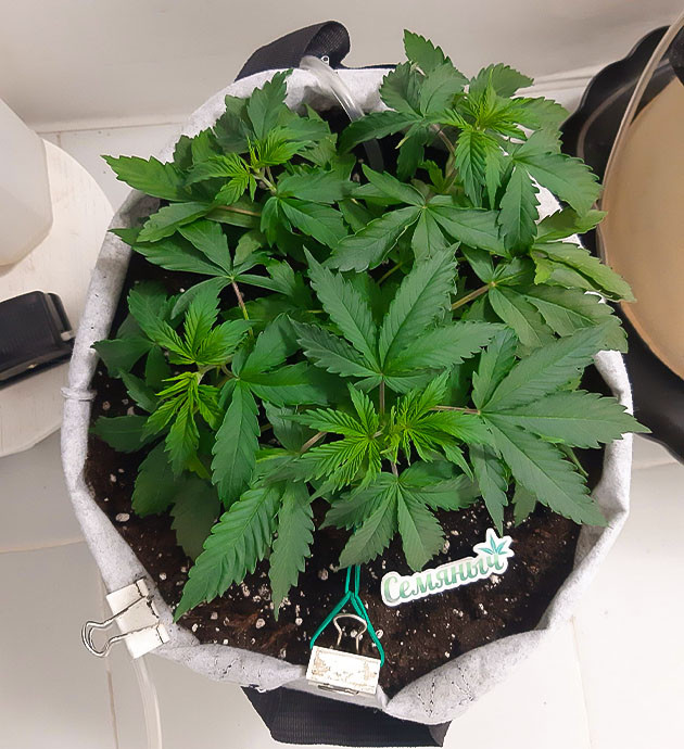 Анализ полива Bruce Banner Auto Удобрения и состояние растения