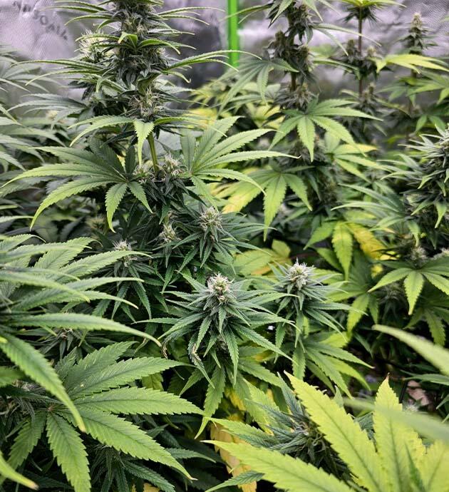 Куст ростом 55 сантиметров Куст Apple Betty на 11 неделе выращивания