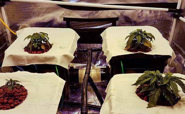 Куст конопли Gelato Auto на 3 неделе выращивания Топпинг Gelato Auto