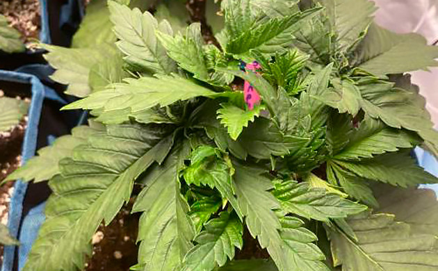 Растиха на третьей неделе вегетации Здоровый куст на третьей неделе выращивания