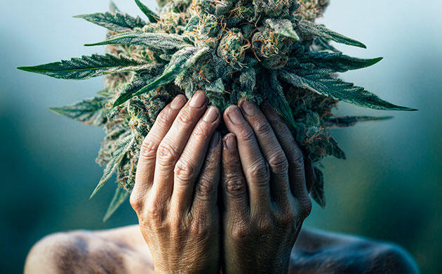 Помощь марихуаны при ПТСР Каннабис при посттравматическом стрессовом расстройстве