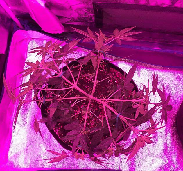 Euforia X: тренировка и подготовка к росту Euforia X: тренировка и подготовка к росту