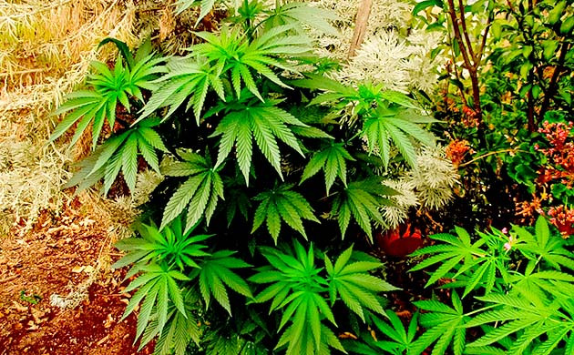 Стимуляция цветения сорта Pineapple Chunk Перевод на цветение растения Pineapple Chunk