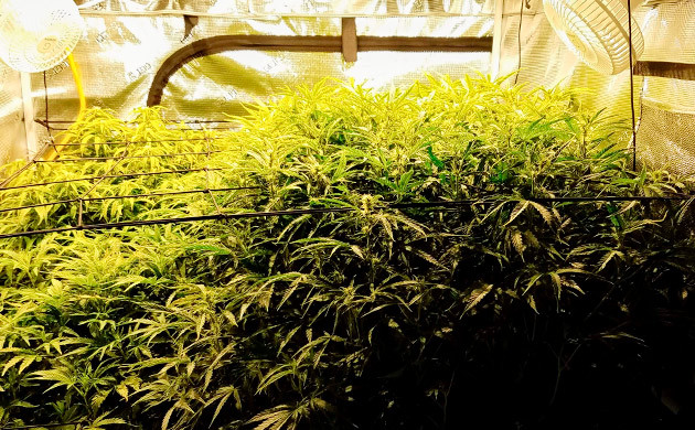 Куст Gelato Auto на 7 - 8 неделе выращивания Завершение вегетации Gelato Auto