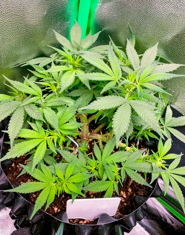 Стабильное развитие марихуаны Куст Gorilla Zkittlez Auto на стадии цветения