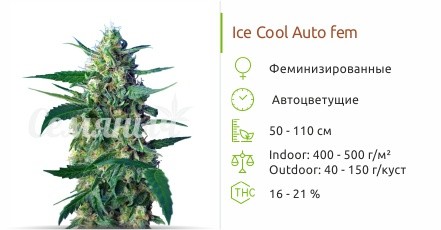 Ice Cool Auto fem от Sweet Seeds