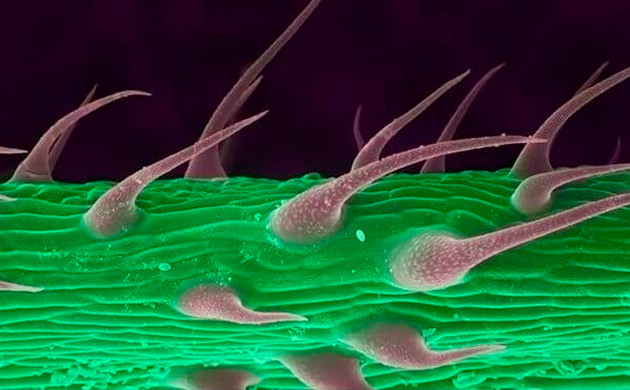 Красные колючки на зеленой поверхности