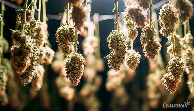 FAQ по сушке и пролечке марихуаны Часто задаваемые вопросы по сушке и пролечке конопли