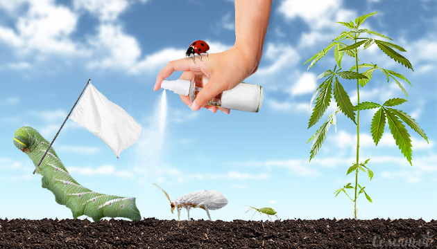 Вредители конопли и как с ними бороться Вредители марихуаны