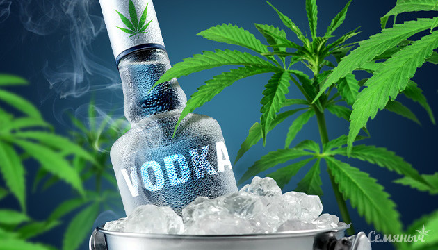 Изготовление водки из конопли Конопляная водка