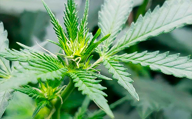 Как выбрать время для лоллипоппинга Инструкция тренировки в технике лоллипоппинг, шаг 1