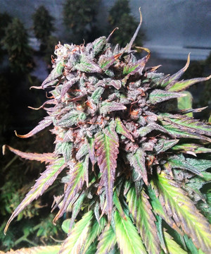 Созревшие шишки конопли Шишка Tangie'matic