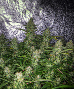 Созревший куст Tutankhamon