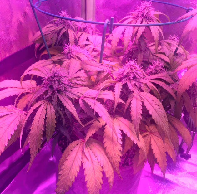 Полив конопли без удобрений 7 неделя Gorilla 4 Autoflower от Easy Grow Seeds