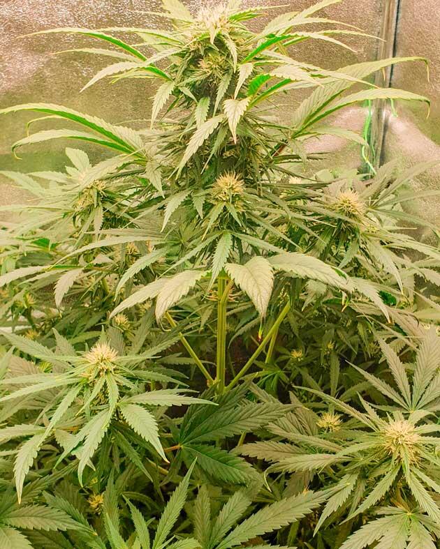 Корректировка удобрений и яркий аромат конопли Куст Hellfire OG Auto от 7CH American на 9 неделе