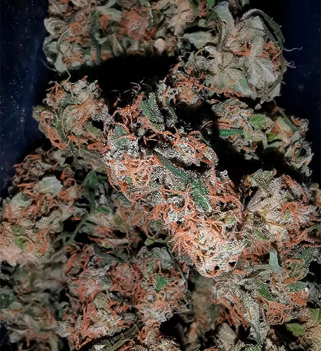 Итоги грова Sour Diesel Auto: урожай и впечатления Sour Diesel Auto: 214 грамм сухого веса и сативный хай