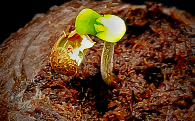 Росток сбросил семенную оболочку