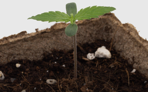 Выращивание марихуаны под LED светильником COB Citizen Росток марихуаны Delicious Candy Early Version fem