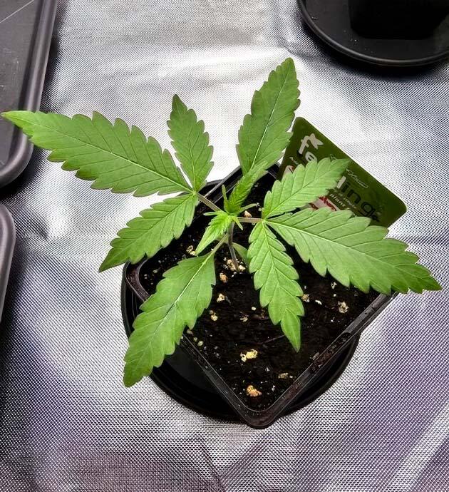 Развитие и удобрения для конопли 2 неделя сорта Super Silver Haze от сидбанка GHS