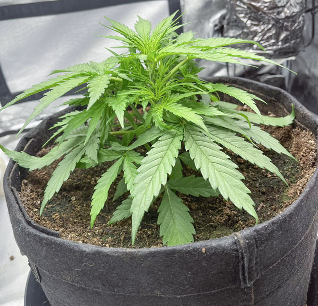 Titan F1 Auto: техники обрезки Обучение Titan F1 Auto: LST метод