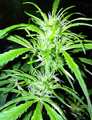 Цветение конопли на 6 неделе выращивания Формирование соцветий на кустах