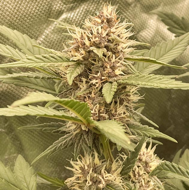 Появление сильного аромата у каннабиса Терпены марихуаны