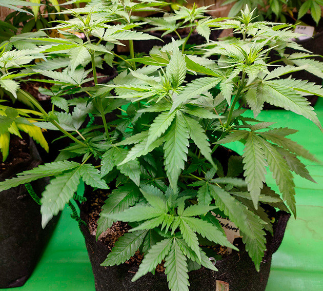 Небольшое пожелтение листьев Куст конопли с слегка желтыми листьями