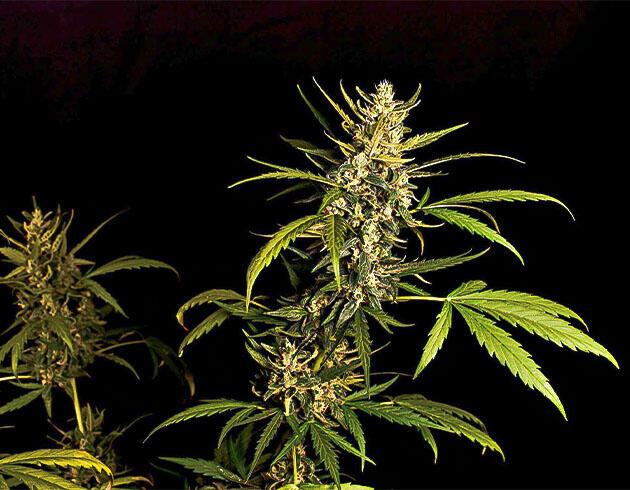 Куст Big Bud Auto на 8 неделе