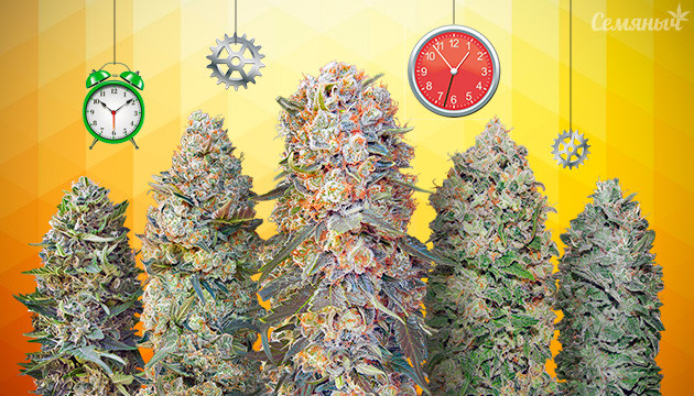 Подборка мощных сортов 5 самых мощных автоцветов