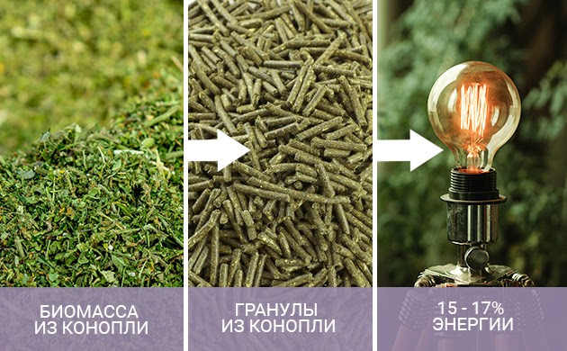 Биотопливо из марихуаны Топливо из конопли