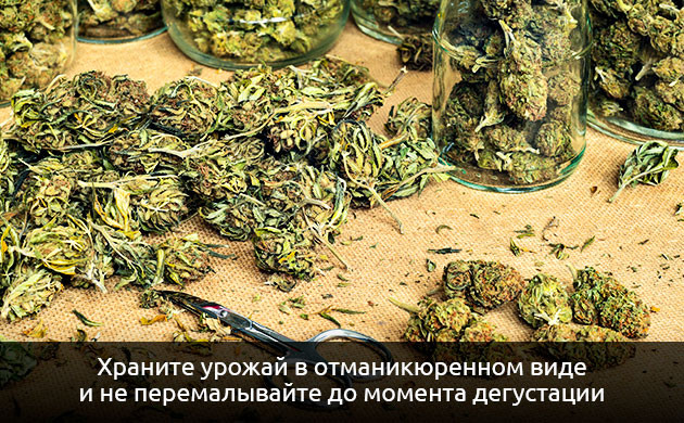 Хранение урожая в отманикюренном виде