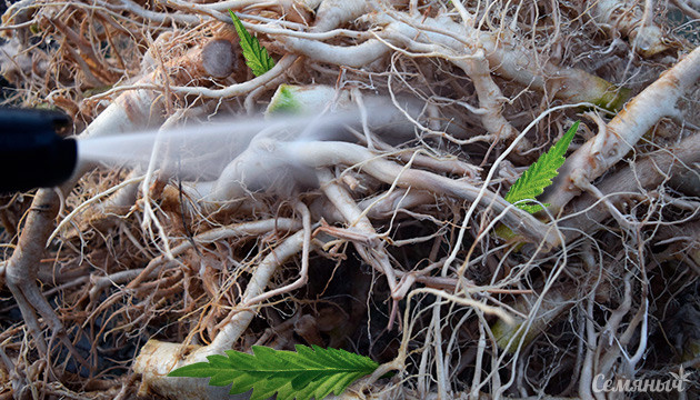 Промывка корней конопли