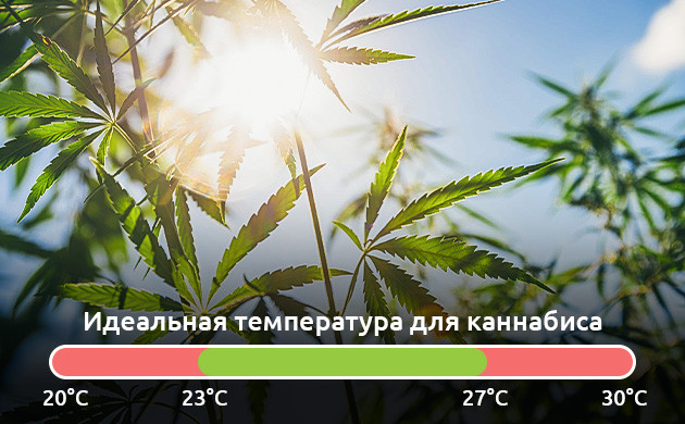 Причины теплового стресса у каннабиса Выбор температуры для выращивания каннабиса
