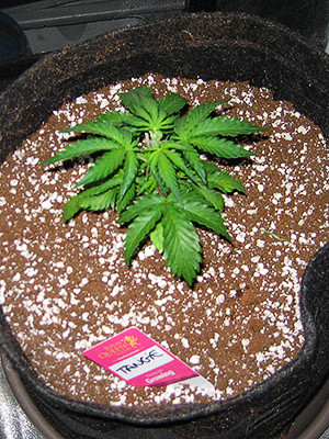 Четвертая неделя вегетации конопли Первый куст Tangie'matic auto высотой 16 см