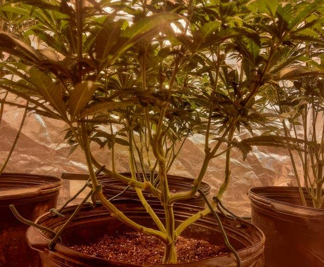 Лоллипоппинг конопли Марихуана на 7 неделе роста