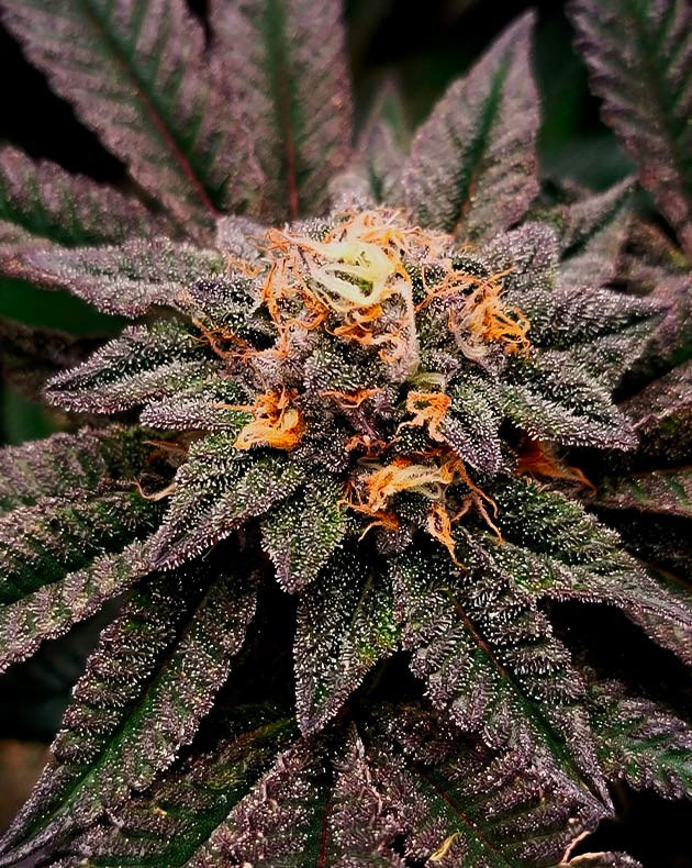 Фиолетовое соцветие с оранжевыми стигмами