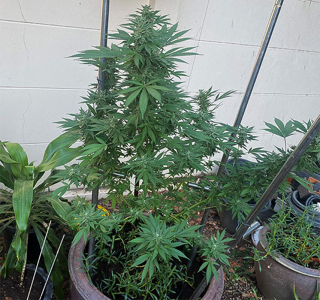 Сбор урожай с куста Golosa от Delicious Seeds полиплоидное растение Golosa