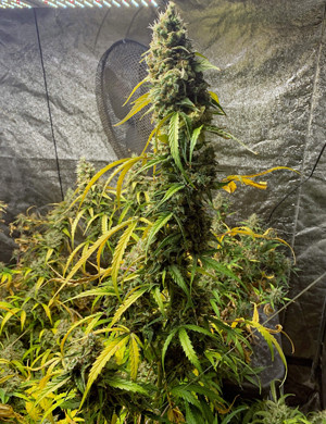 Здоровый куст перед харвестом Центральная кола здоровго куста