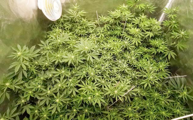 Новые удобрения для цветения HighCloudZ HighCloudZ: кусты достигают 75 см