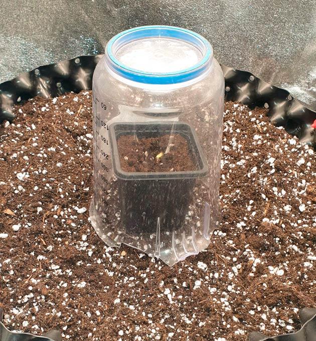 Проращивание семени в ватных дисках Проращивание Hellfire OG Auto