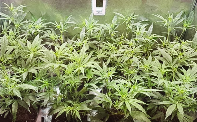 Перевод освещения в фазу цветения Кусты конопли на четверной неделе