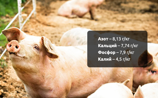 Свиной навоза для культивации конопли Состав свиного навоза